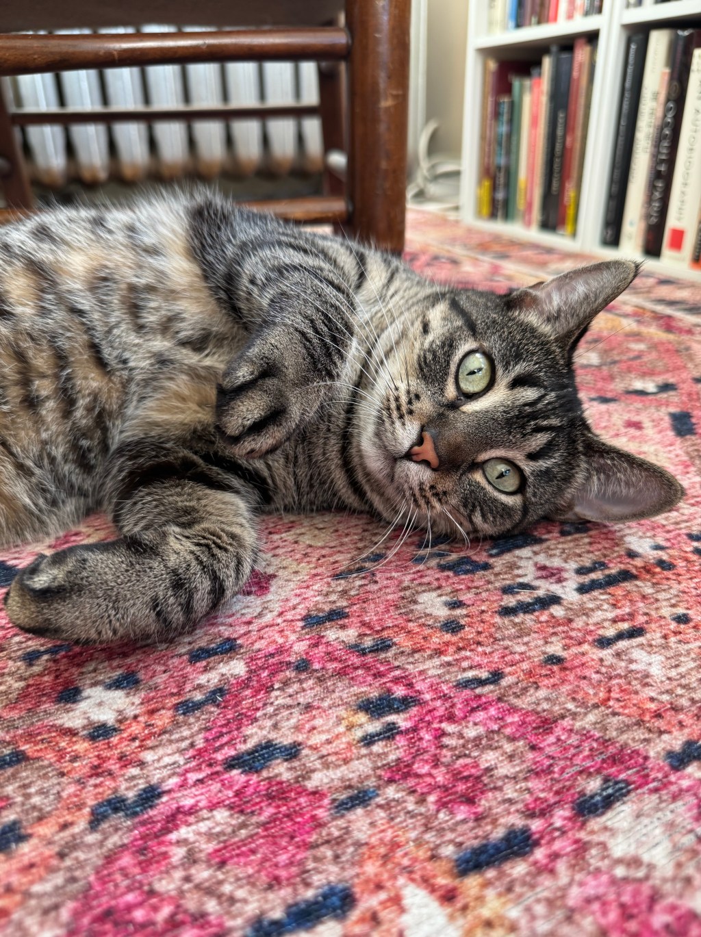 Tabby cat lying on a pink rug with her paws curled